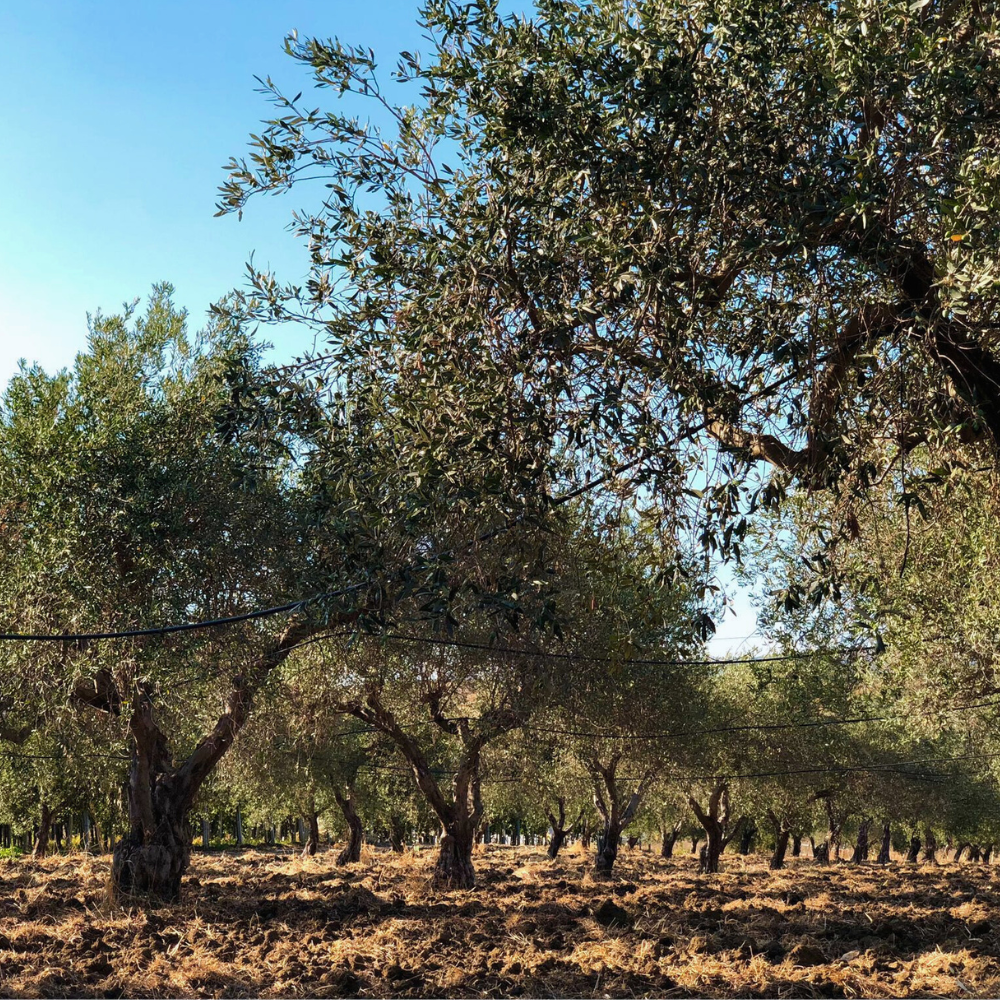Olio Extravergine di oliva 100% Siciliano